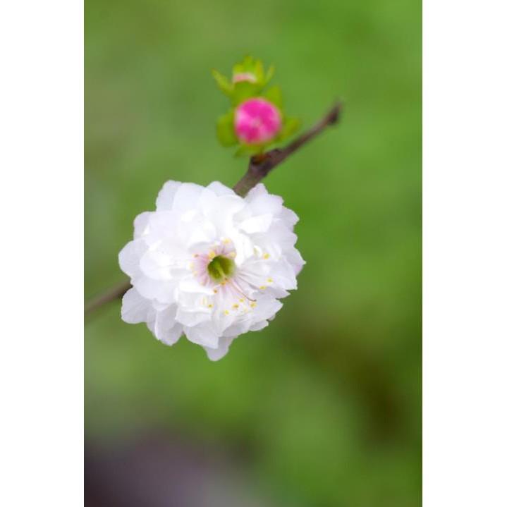 Cây mai trắng hoa tết