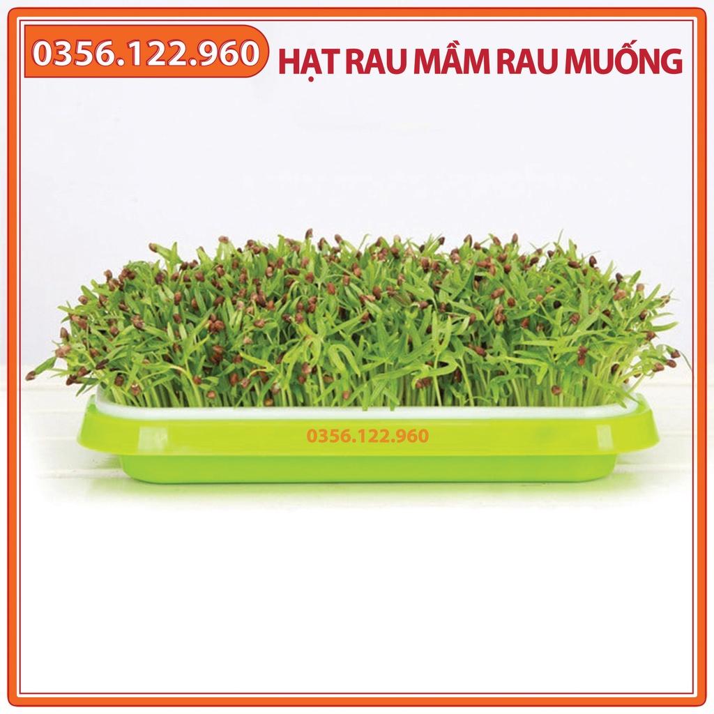 Combo 10 Gói 50gam Hạt rau mầm rau muống - Hạt đểu đẹp, tỷ lện nảy mầm cao