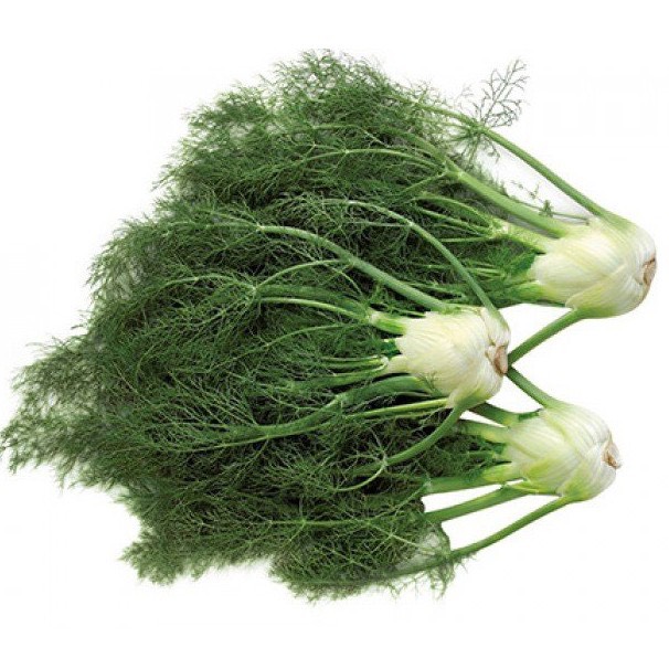 Hạt Giống Rau Thì Là - TN66 - Trồng Quanh Năm - Gói 5Gr