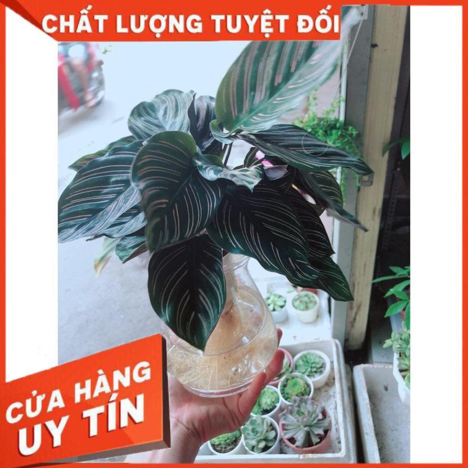 Chậu cây đuôi công tím thủy sinh chậu nhựa