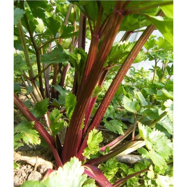 Hạt giống rau cần tây đỏ KNS385 - Gói 0.5gram