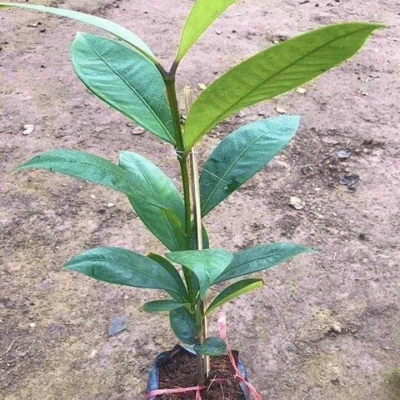 Cây măng cụt giống cây to giống tốt