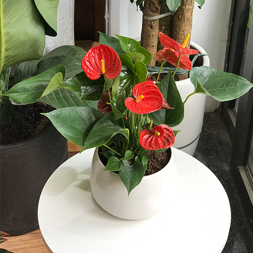 Chậu Hồng Môn