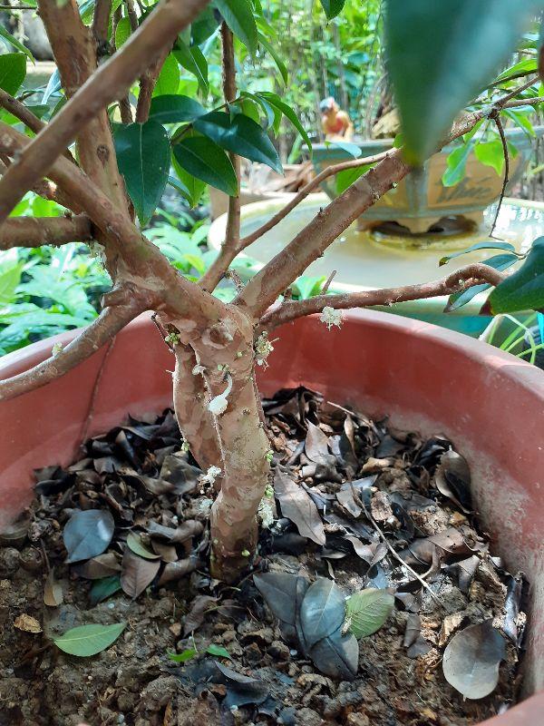 Cây nho thân gỗ tứ quý cây đẹp chuẩn giống