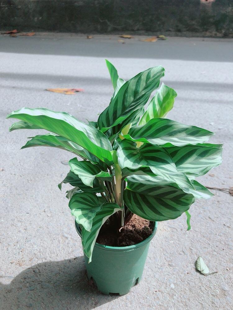 Đuôi Công Xanh Lá