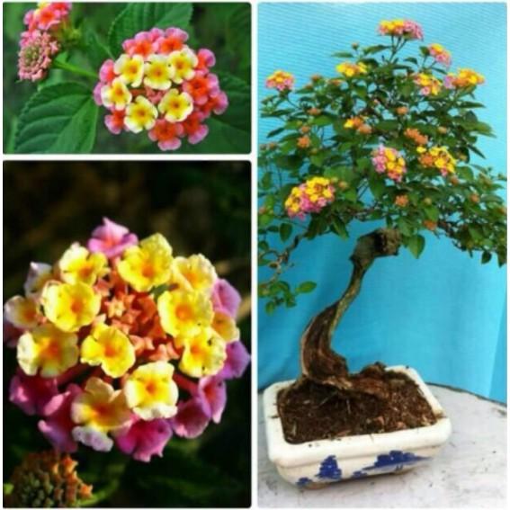 50hạt giống hoa ngũ sắc uốn bonsai cực phẩm