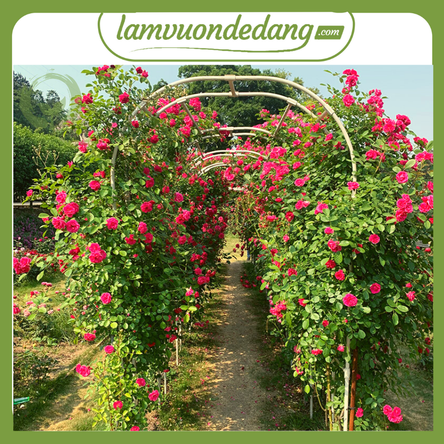 KHUNG CỔNG VÒM HOA HỒNG Cao 2M1 - Dùng làm khung giàn leo cho hoa hồng leo, cây hoa leo - Tăng thẩm mỹ cho không gian khu vườn