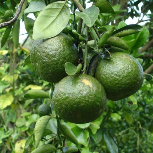 CÂY GIỐNG CAM SÀNH MIỀN NAM