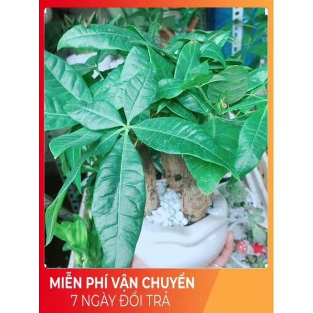 Chậu Kim Ngân 3 Thân