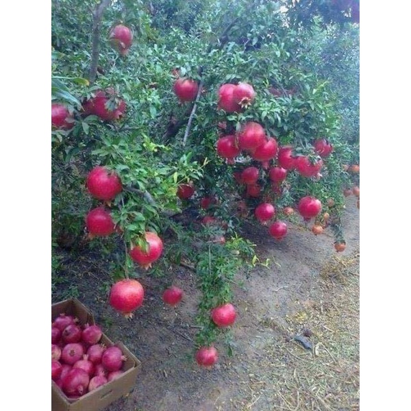 Cây giống lựu đỏ ấn độ siêu sớm