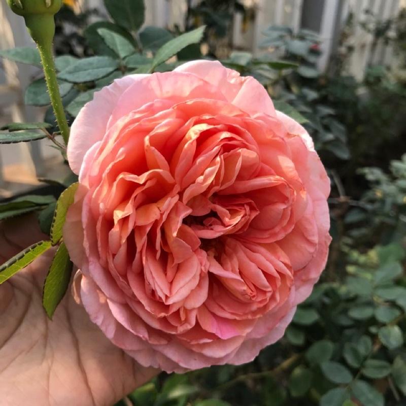 Hoa hồng Abraham Darby Rose ,hồng leo, hoa to, thơm - cây giống rễ trần