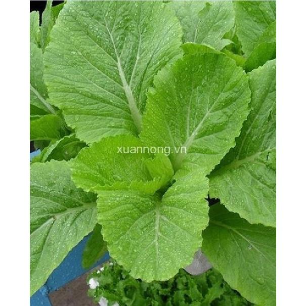 Combo 3 gói hạt giống cải bẹ mào gà dể trồng f1 -gói 10 gram/tặng kèm gói phân bón lót