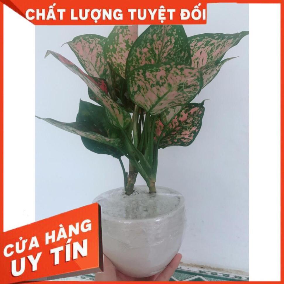 Chậu vạn lộc