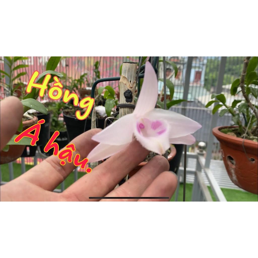 Cốc lan phi điệp đột biến HỒNG Á HẬU, hoa cực đẹp, cực hiếm, hàng gieo hạt, cây y hình