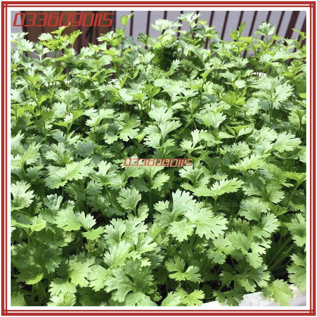 Túi 20g Hạt giống rau mùi ta hạt nhỏ, rau ngò rí, ngò hạt nhỏ - hạt tuyển chọn loại 1