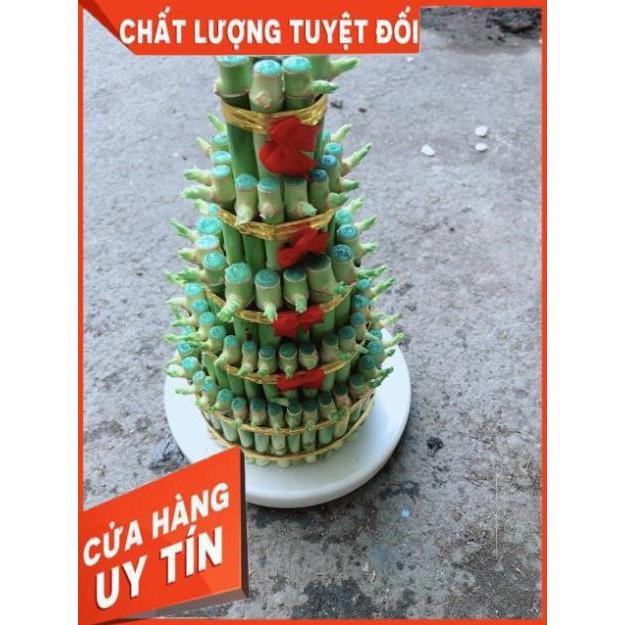 Cây Trúc Phát Tài Kèm Dĩa