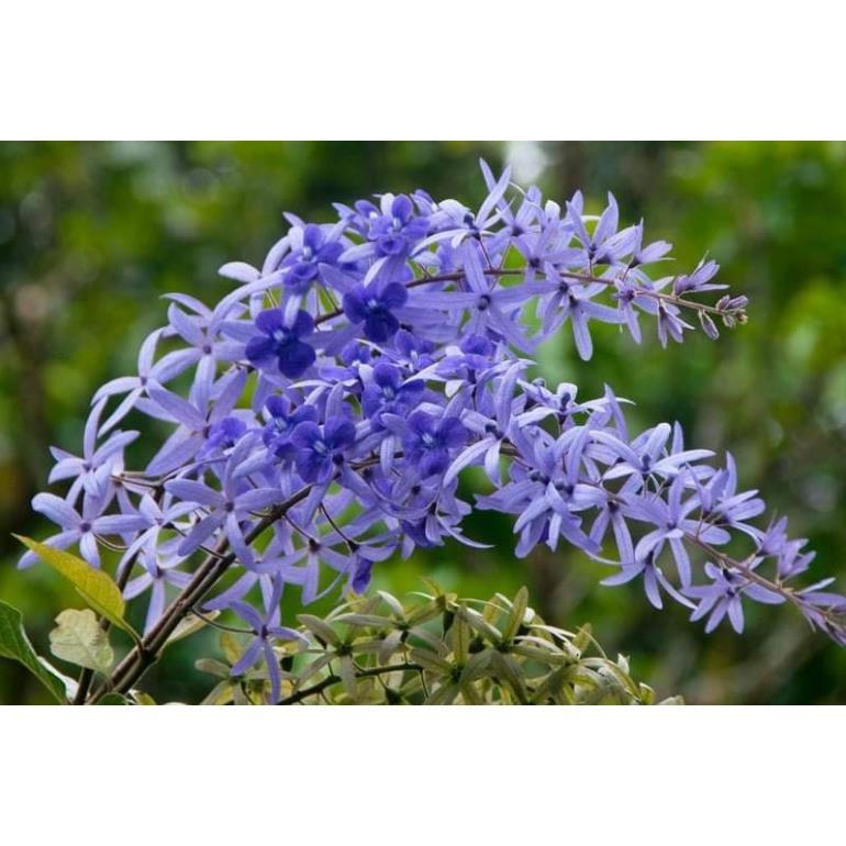 CÂY GIỐNG HOA MAI XANH