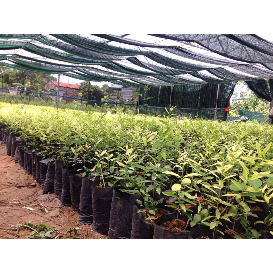 Cây giống đàn hương đỏ