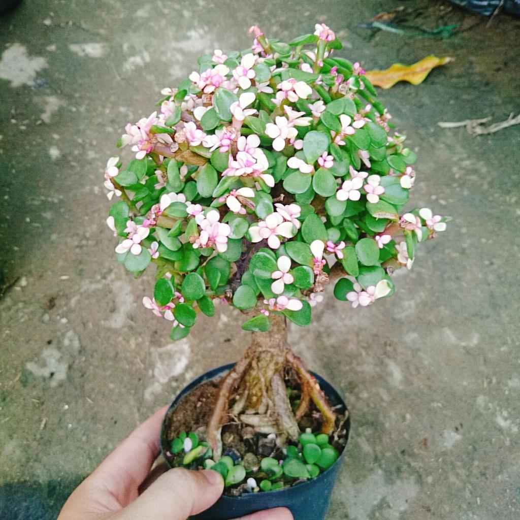 Cây Ngọc Bích - Cây Đô La Hồng - Cây cảnh bonsai để bàn