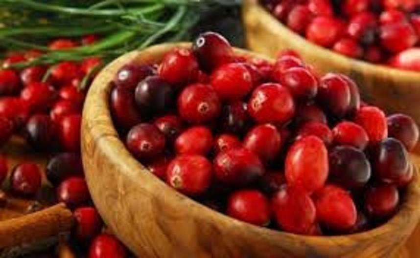 Cây giống Siro,chuẩn F1- Siro giá trị thực phẩm và dược liệu-