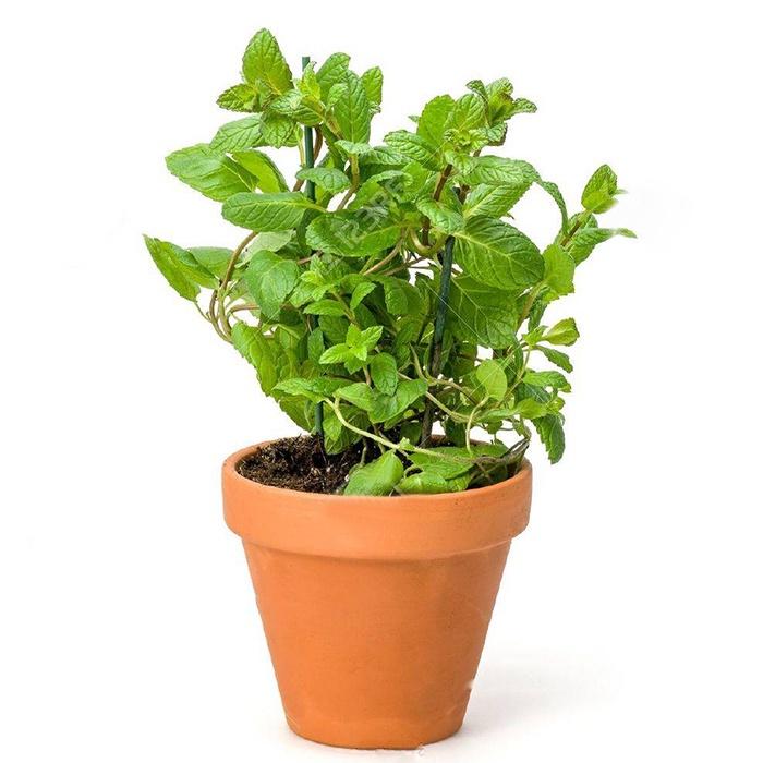 RAU HÚNG LỦI, RAU BẠC HÀ- BẦU CÂY GIỐNG