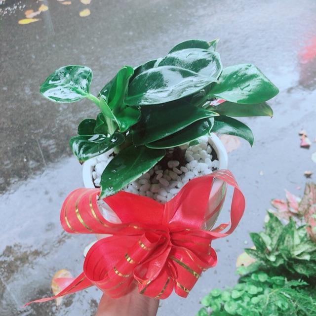Chậu Trầu Bà Đế Vương Xanh