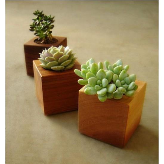 Chậu cây bằng gỗ tự nhiên Nguyên khối Hình vuông - Kích thước: 7x7cm