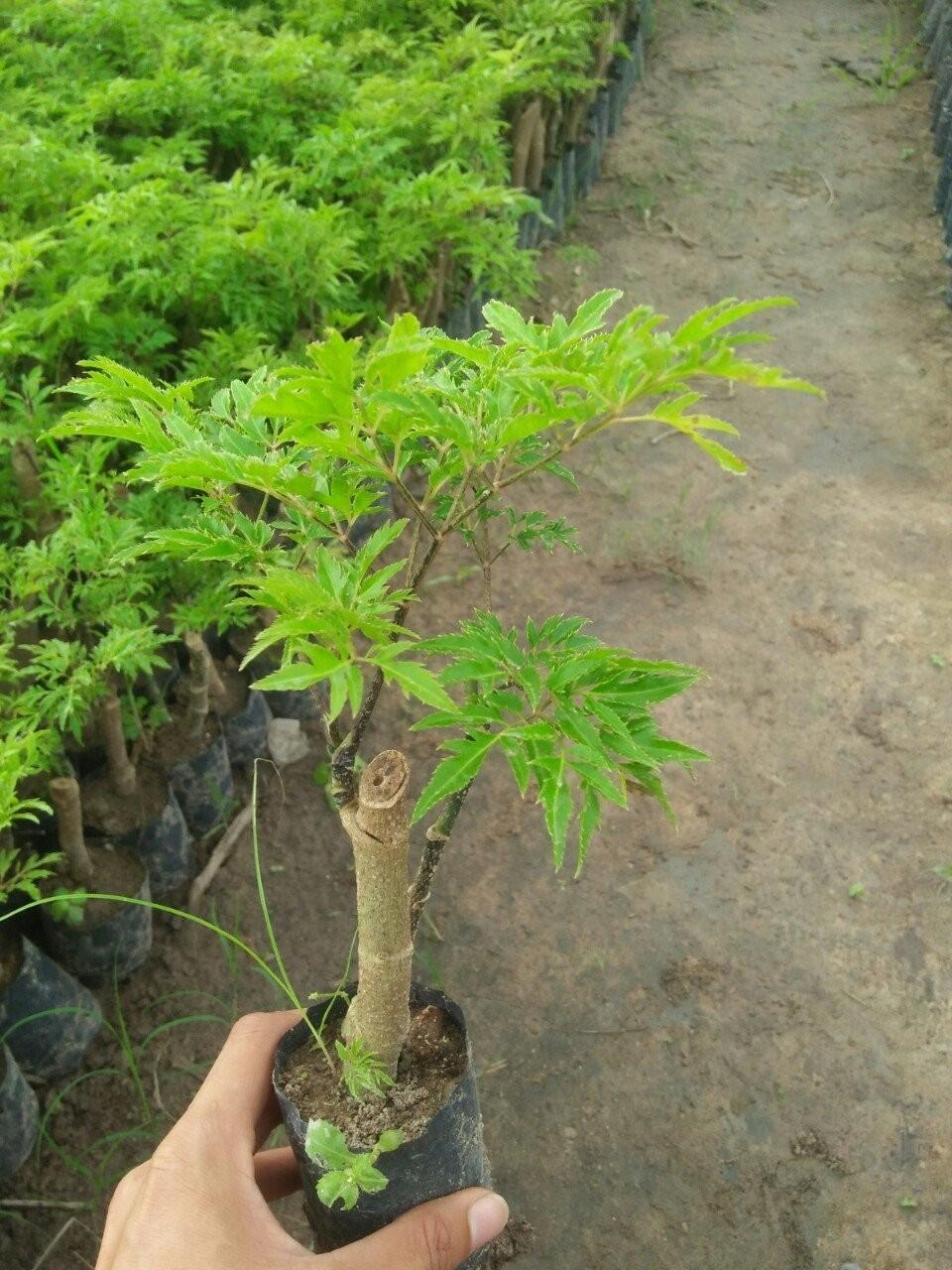 10 cây giống đinh lăng Lá nếp