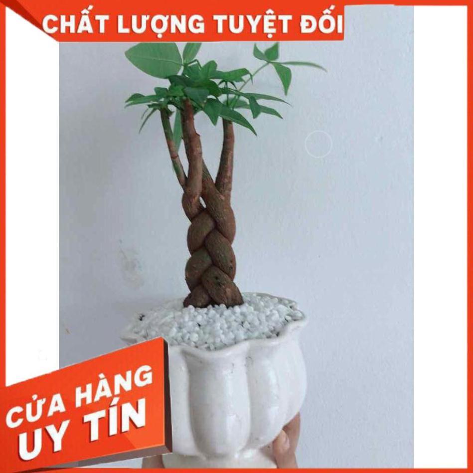 Chậu kim ngân thắt bím 3 thân Nhiều Người Mua