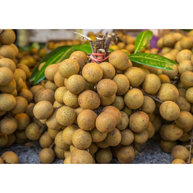 CÂY GIỐNG NHÃN CÙI VÂN