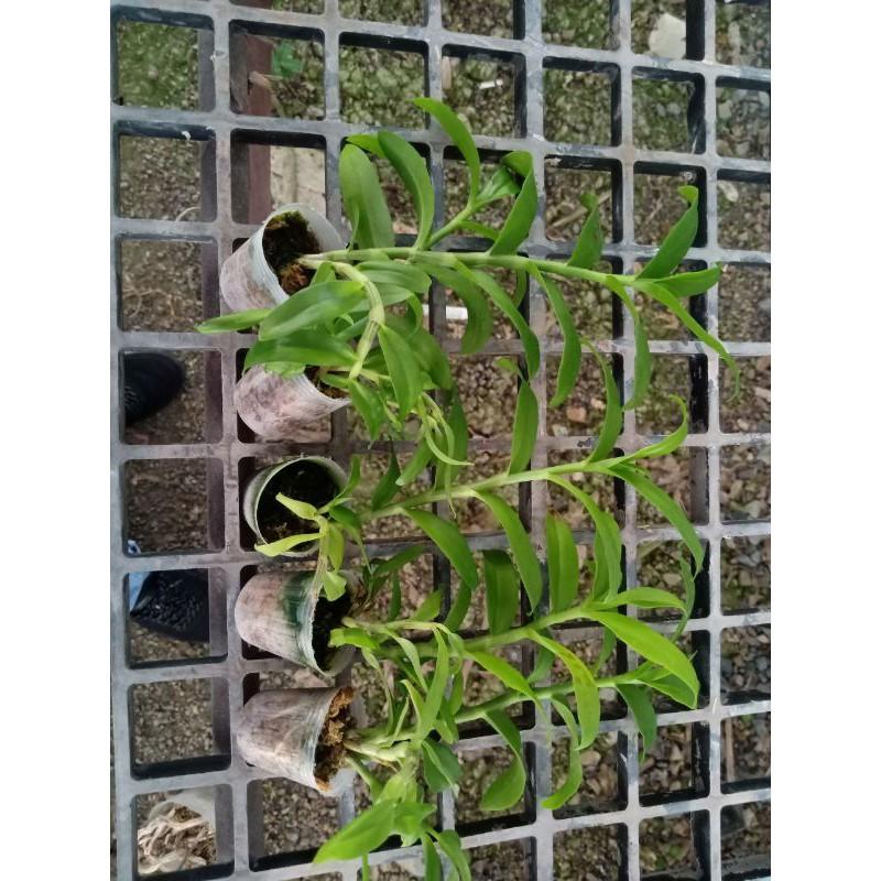 Hoa phong lan 5 cánh trắng di linh cấy mô