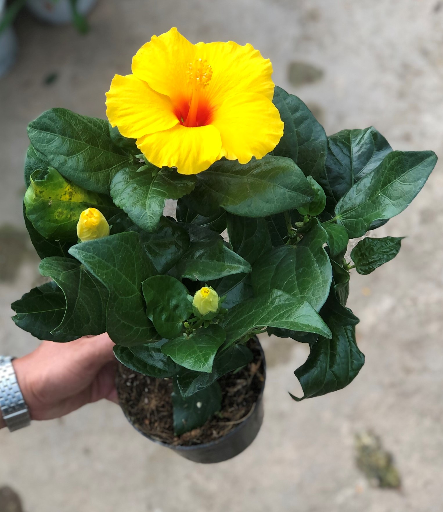 Chậu bông bụt hoa màu kem trồng nơi có nhiều nắng