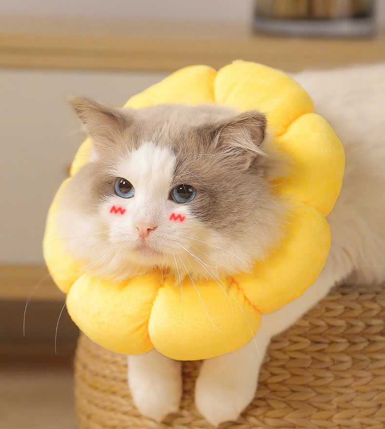 VÒNG CỔ THÚ CƯNG VÒNG CỔ LOA CHỐNG LIẾM CHO THỎ CHÓ MÈO BÔNG HOA DỄ THƯƠNG TỪ 0.5-5.5KG MÃ 10 CHO CHÓ MÈO THỎ