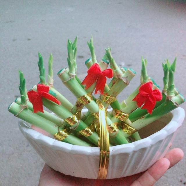 Chậu Trúc Phát Tài