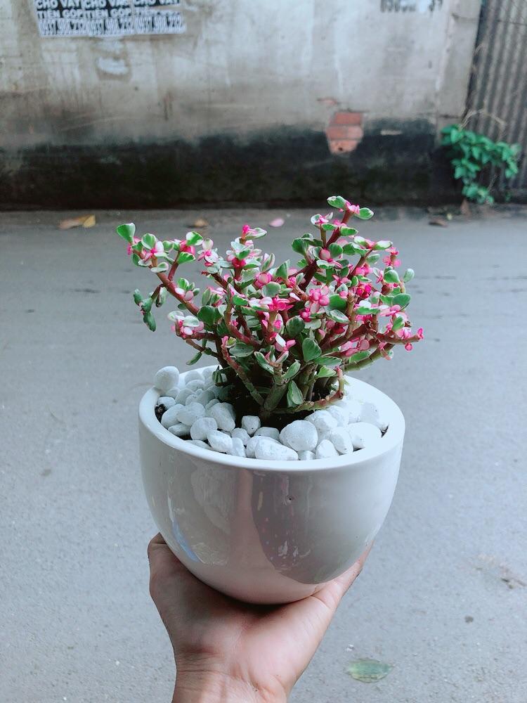 Chậu Cây Cành Vàng Lá Ngọc