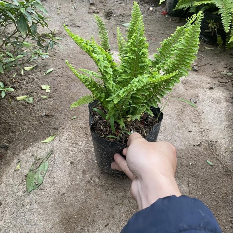 Cây dương sỉ rủ lá xoăn trồng bịch đen trang trí ban công sân vườn
