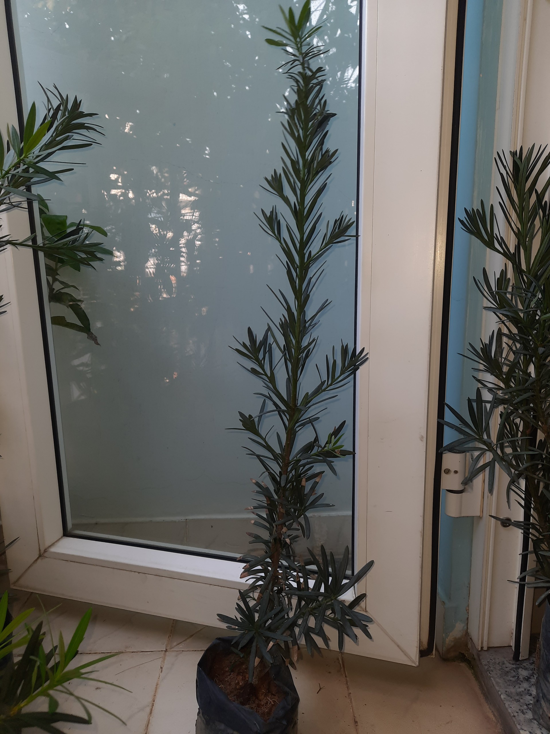 Cây tùng La Hán, chiều cao cây 60-80cm, lựa chọn cây