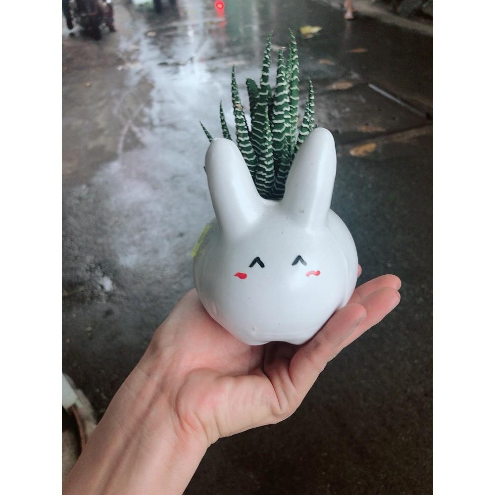 Chậu sen đá tiểu cảnh