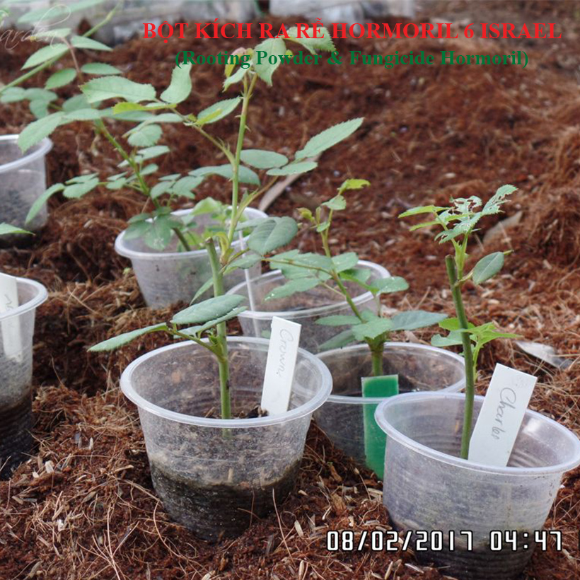 Bột kích rễ Israel cây hoa hồng và cây thân gỗ khác. Hủ 100gr Hormoril 6 giúp kích thích cây ra rễ nhanh, khỏe và sát khuẩn vết cắt để đạt tỷ lệ thành công cao trên cây con và cây giâm chiết cành
