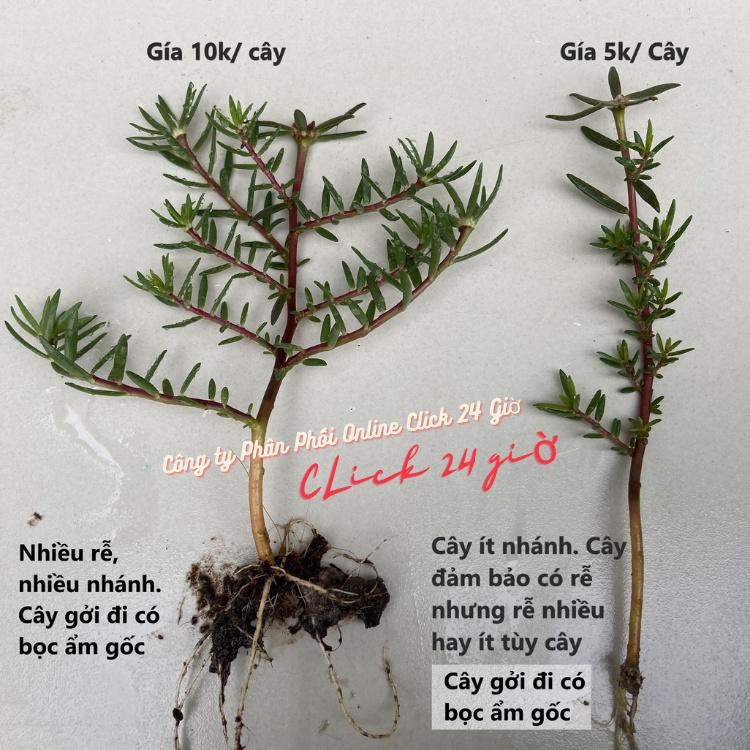 10 Cành Giống Hoa Mười Giờ Bonsai Loại Chuyên Nuôi Gốc To Để Làm BonSai Trồng Được Lâu Năm Hoa Nở Cả Ngày Mau Lớn