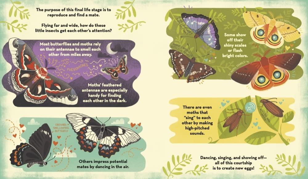 Sách ngoại văn: What's Inside A Caterpillar Cocoon?