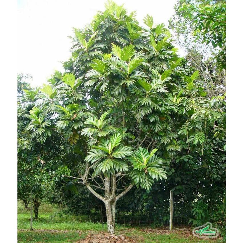 Cây sa ke, giống cây mới năng suất cao