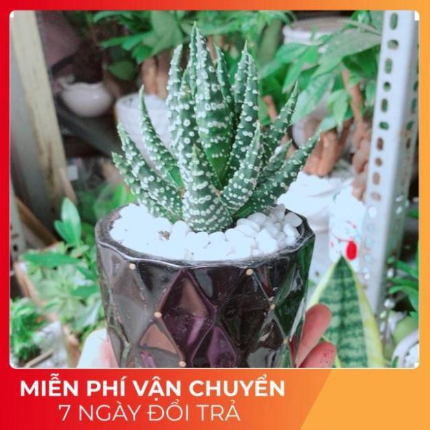 Chậu Xương Rồng Móng Rồng