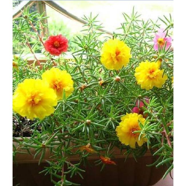 Hạt giống hoa 10h Mỹ hoa kép nhiều màu KNS3534 - Gói 100 hạt