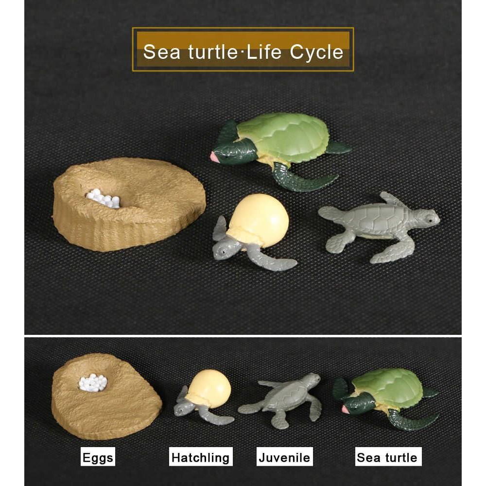 Mô hình vòng đời của rùa - Turtle life cycle