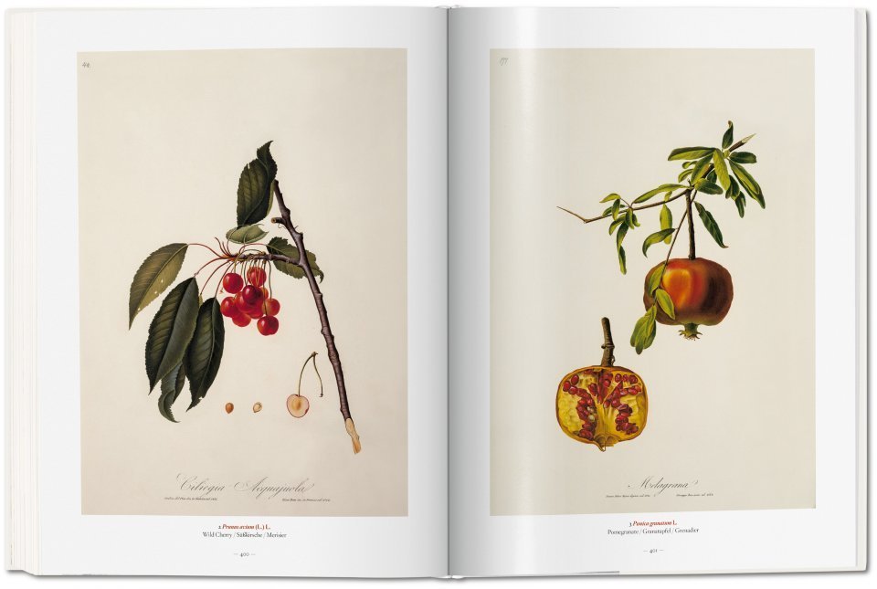 A Garden Eden. Masterpieces of Botanical Illustration