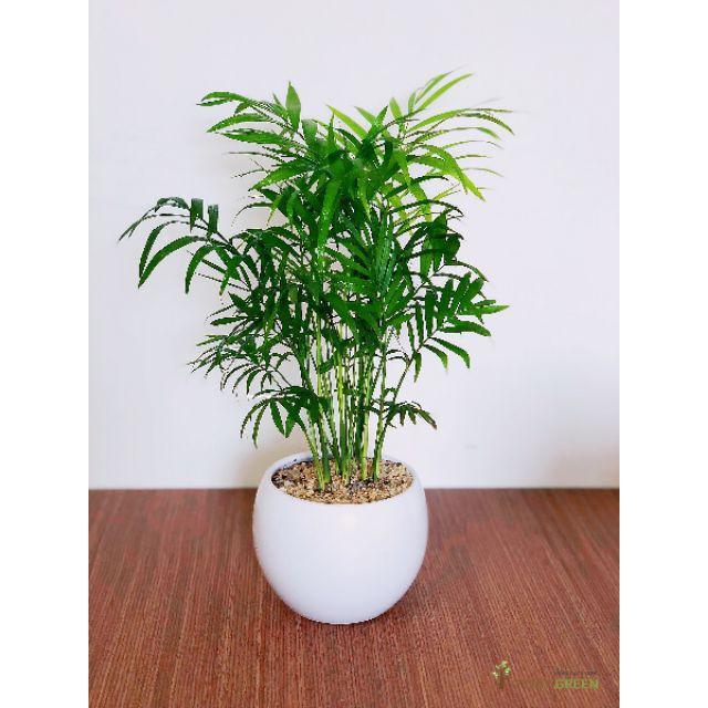 Cây Cau Tiểu Trâm
