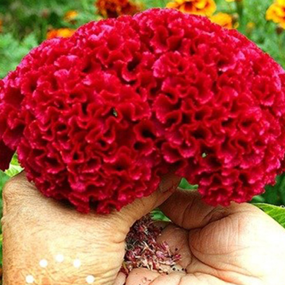 Hạt giống hoa mào gà Sao Thần Nông màu đỏ - gói 100 hạt hoa to đẹp bền màu thời gian sinh trưởng nhanh khánh sâu bệnh tỉ lệ nảy mầm cao