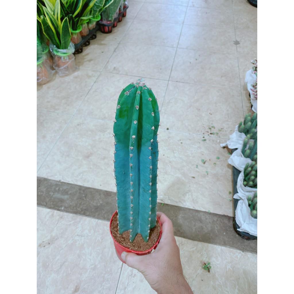 Cây Xương Rồng Trụ Lớn 40cm