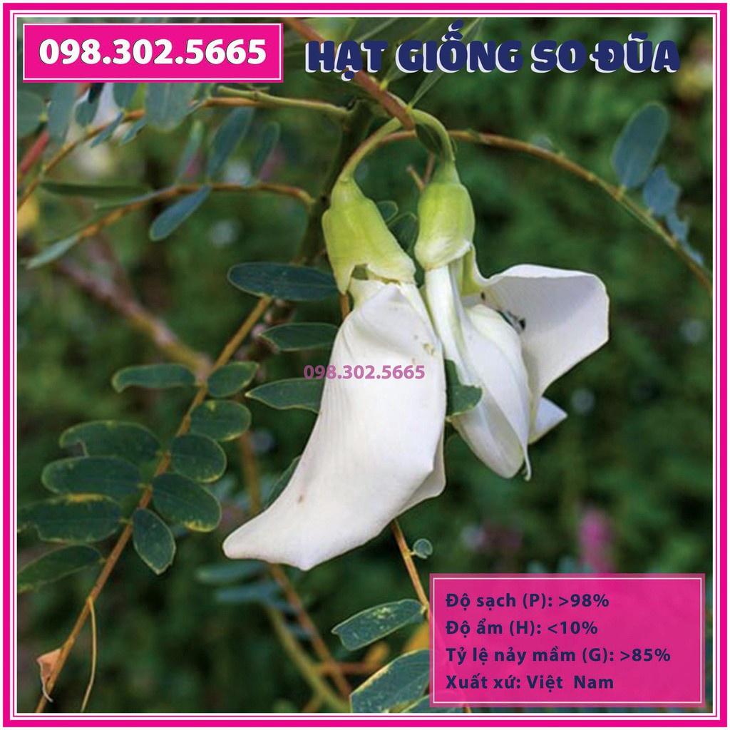 Gói 1kg Hạt giống cây so đũa tứ quý thái